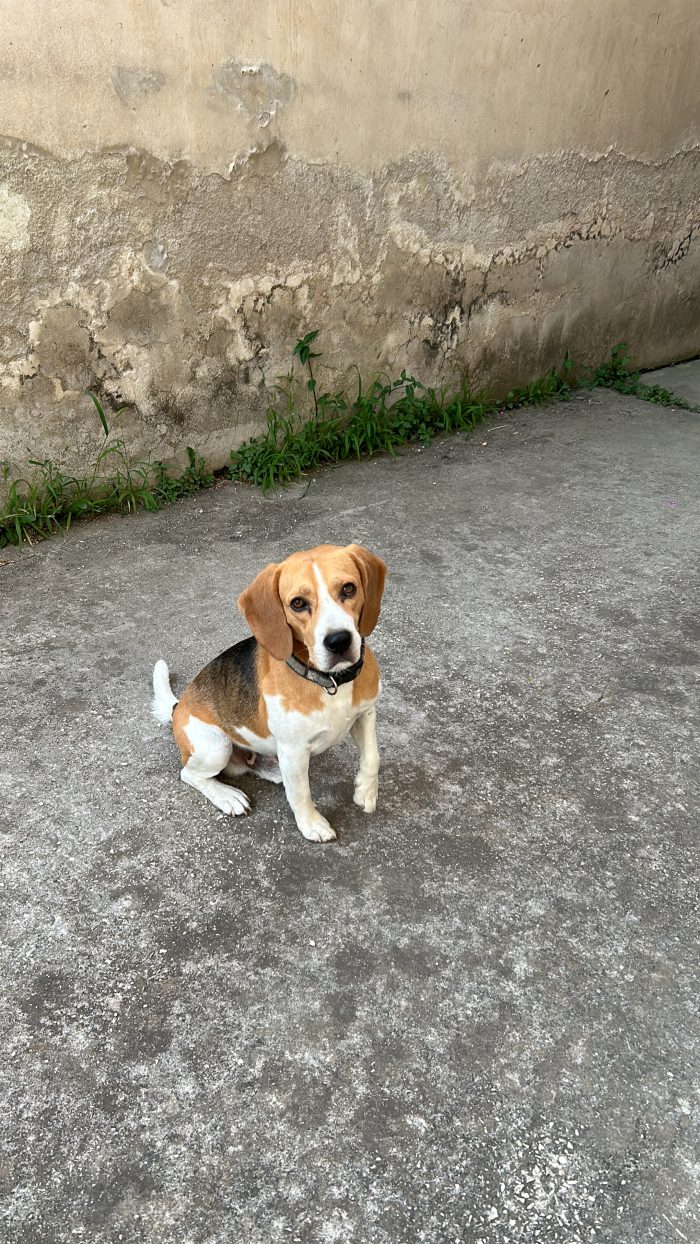 Blu cerca una nuova famiglia!