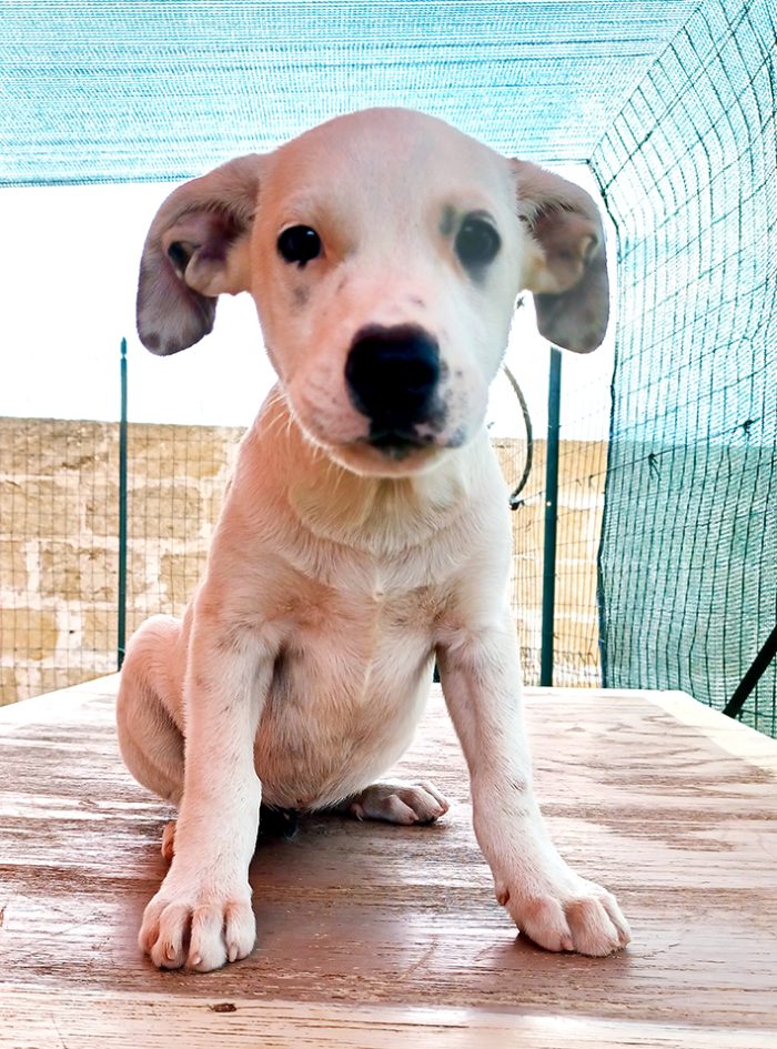 Milo e Ricky, splendidi cuccioli in adozione