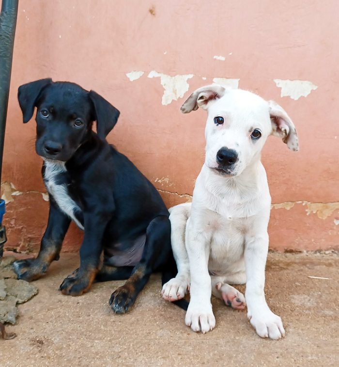 Milo e Ricky, splendidi cuccioli in adozione