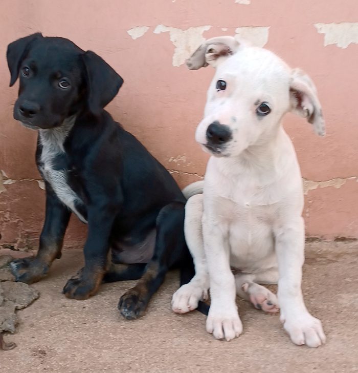 Milo e Ricky, splendidi cuccioli in adozione - media 4