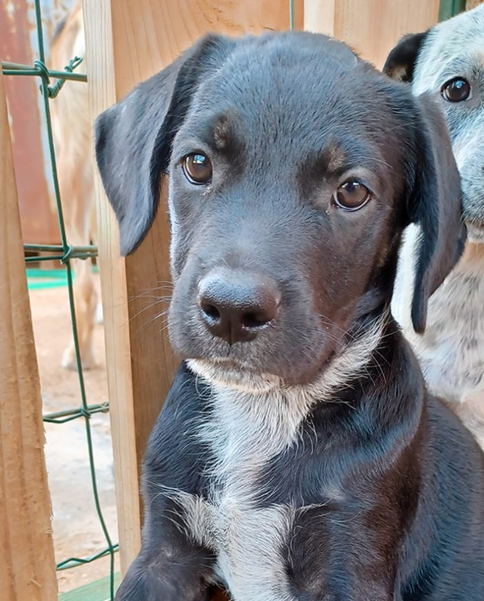 Milo e Ricky, splendidi cuccioli in adozione