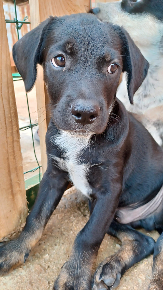Milo e Ricky, splendidi cuccioli in adozione - media 5