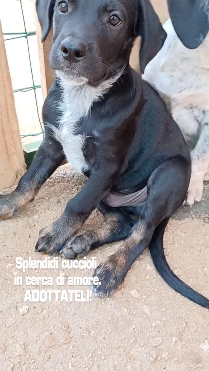Milo e Ricky, splendidi cuccioli in adozione - media 7