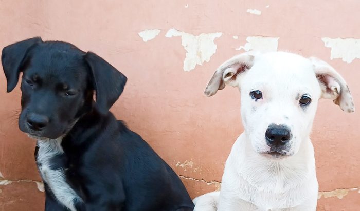 Milo e Ricky, splendidi cuccioli in adozione - media 6