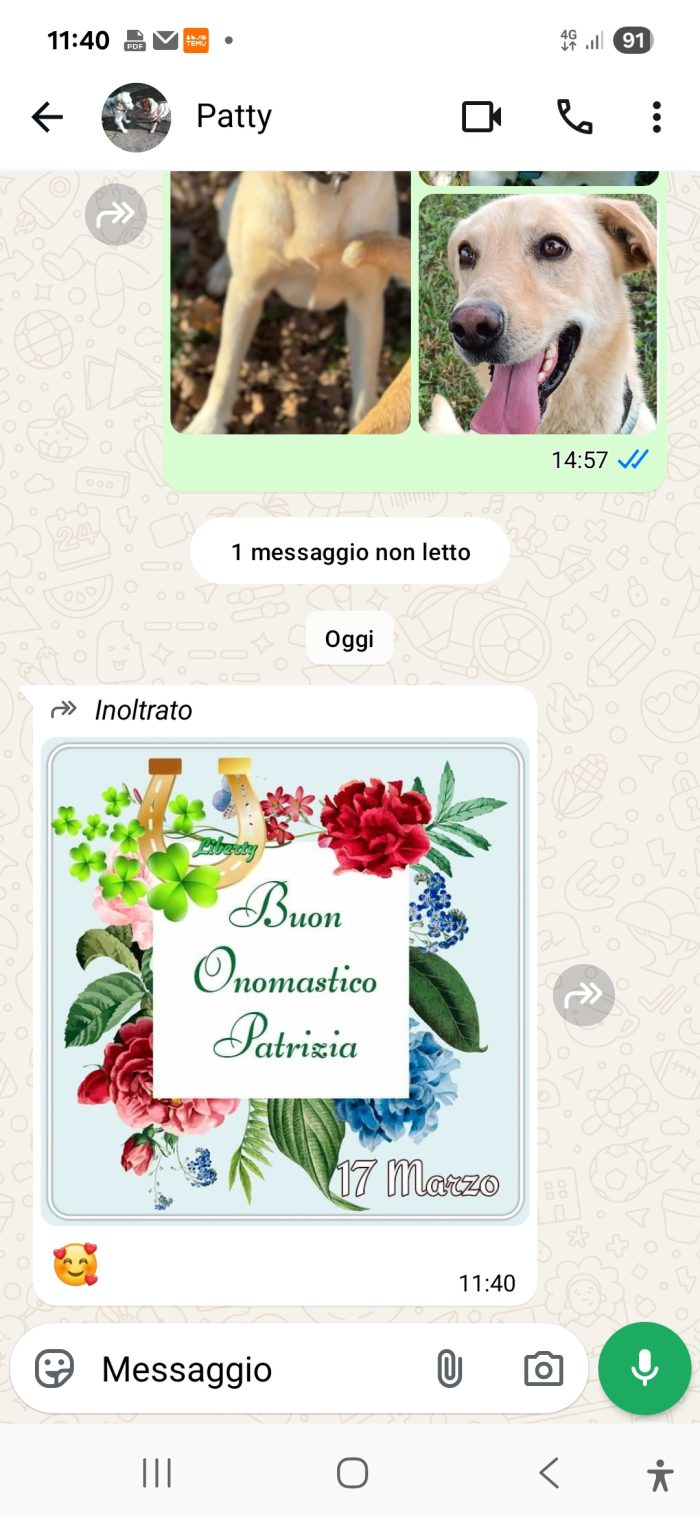 Ciro 3anni fulvo occhi ambra NESSUNO LO NOTA! MESSINA