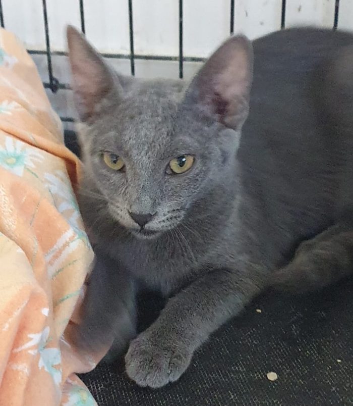 BETTY splendida simil certosina