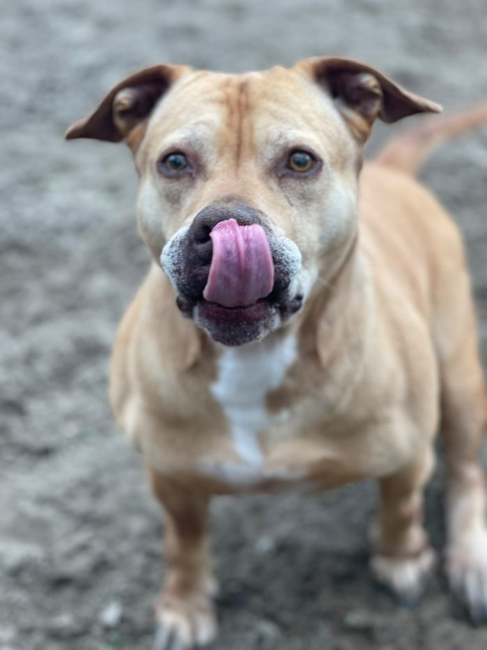Dea Pitbull Red Nose adulta salita anni fa in adozione e dopo 6mesi tornata in canile a NAPOLI - media 6