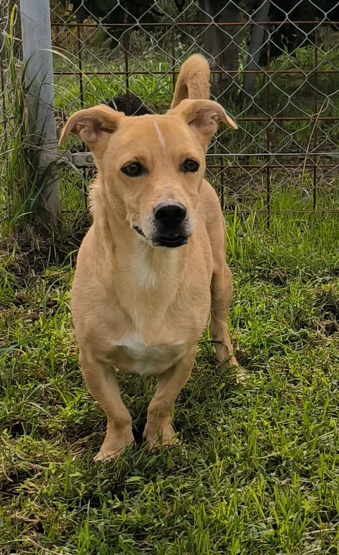 Togo splendido 7anni kg10 finito in canile,dolce e tranquillo. COSENZA