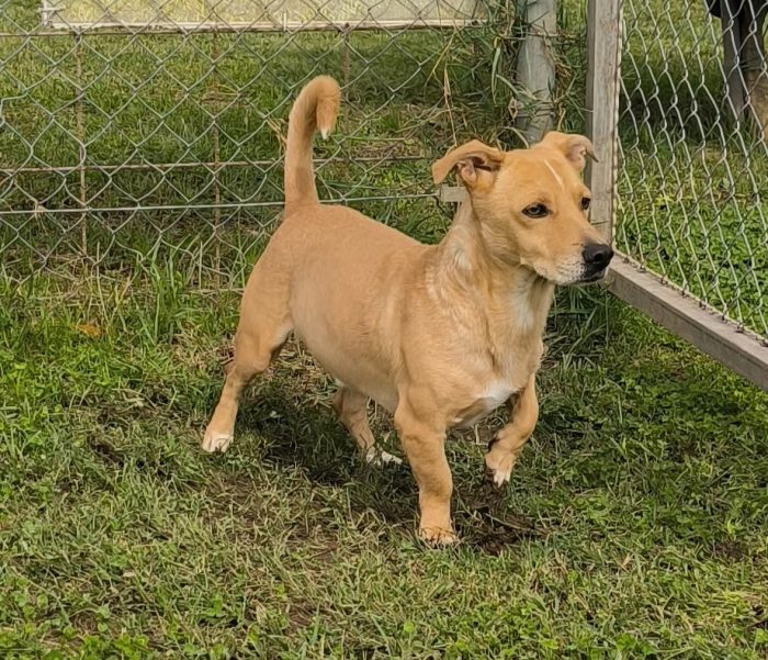 Togo splendido 7anni kg10 finito in canile,dolce e tranquillo. COSENZA