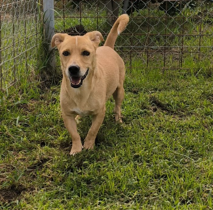 Togo splendido 7anni kg10 finito in canile,dolce e tranquillo. COSENZA