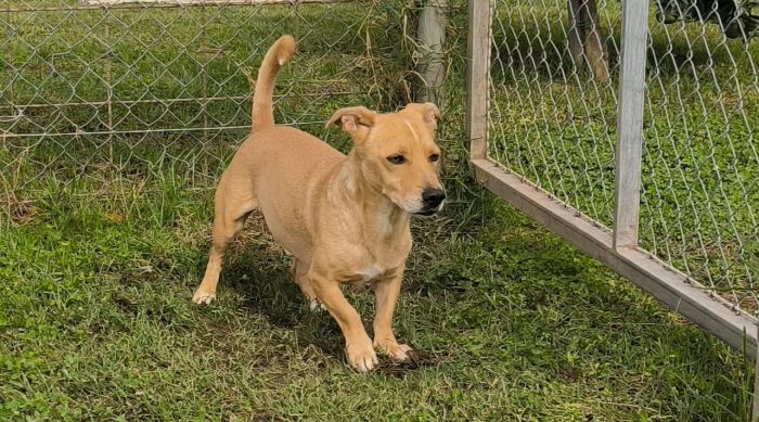 Togo splendido 7anni kg10 finito in canile,dolce e tranquillo. COSENZA - media 4