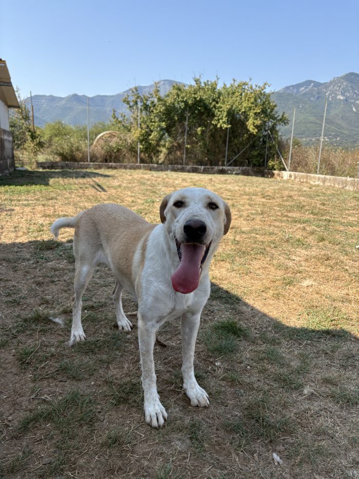 Clara, simil labrador