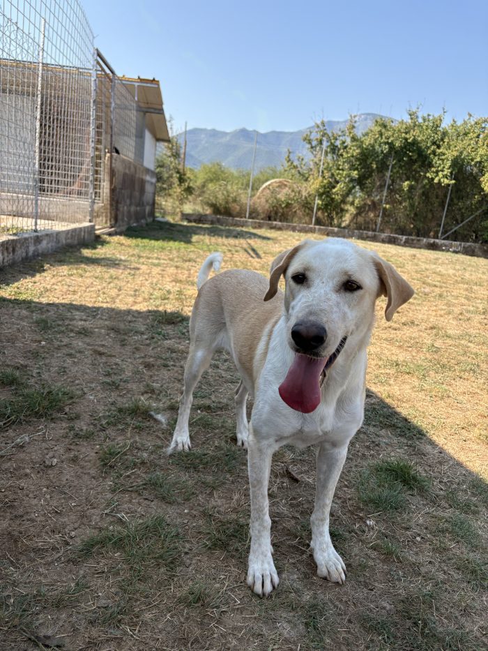 Clara, simil labrador