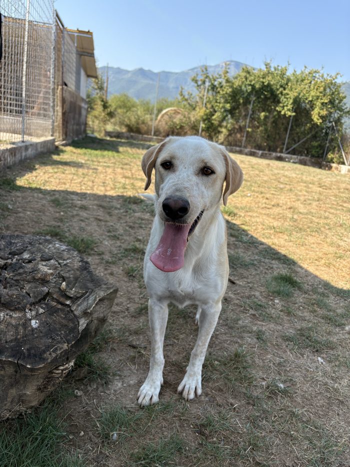 Clara, simil labrador