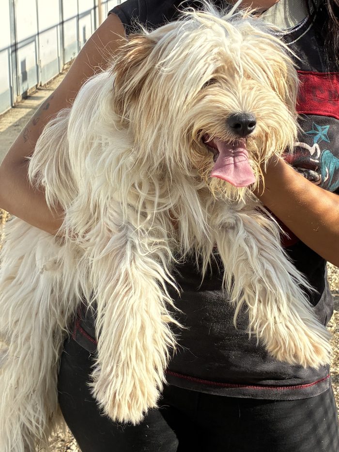 Perla, dolcissima cucciola Maltese