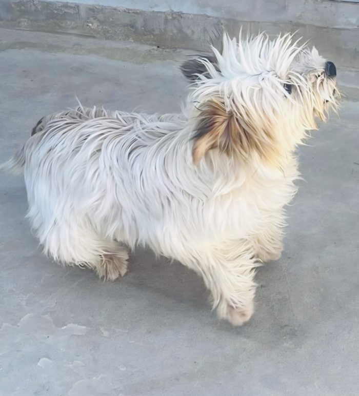 Perla, dolcissima cucciola Maltese