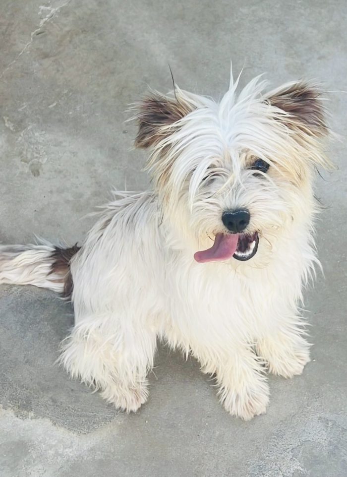 Perla, dolcissima cucciola Maltese