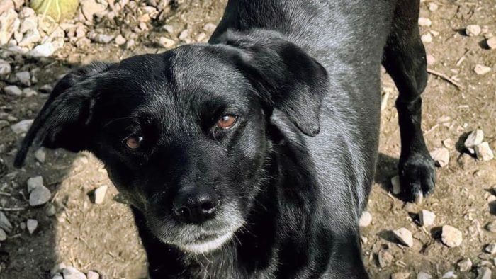 Dolce Monica, 3 anni, 9 kg nessuno la nota