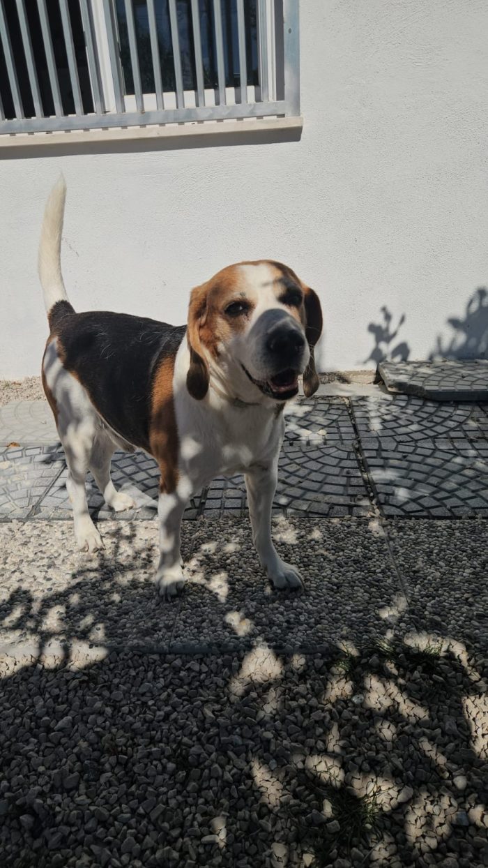 Borgo splendido Beagle cerca adozione