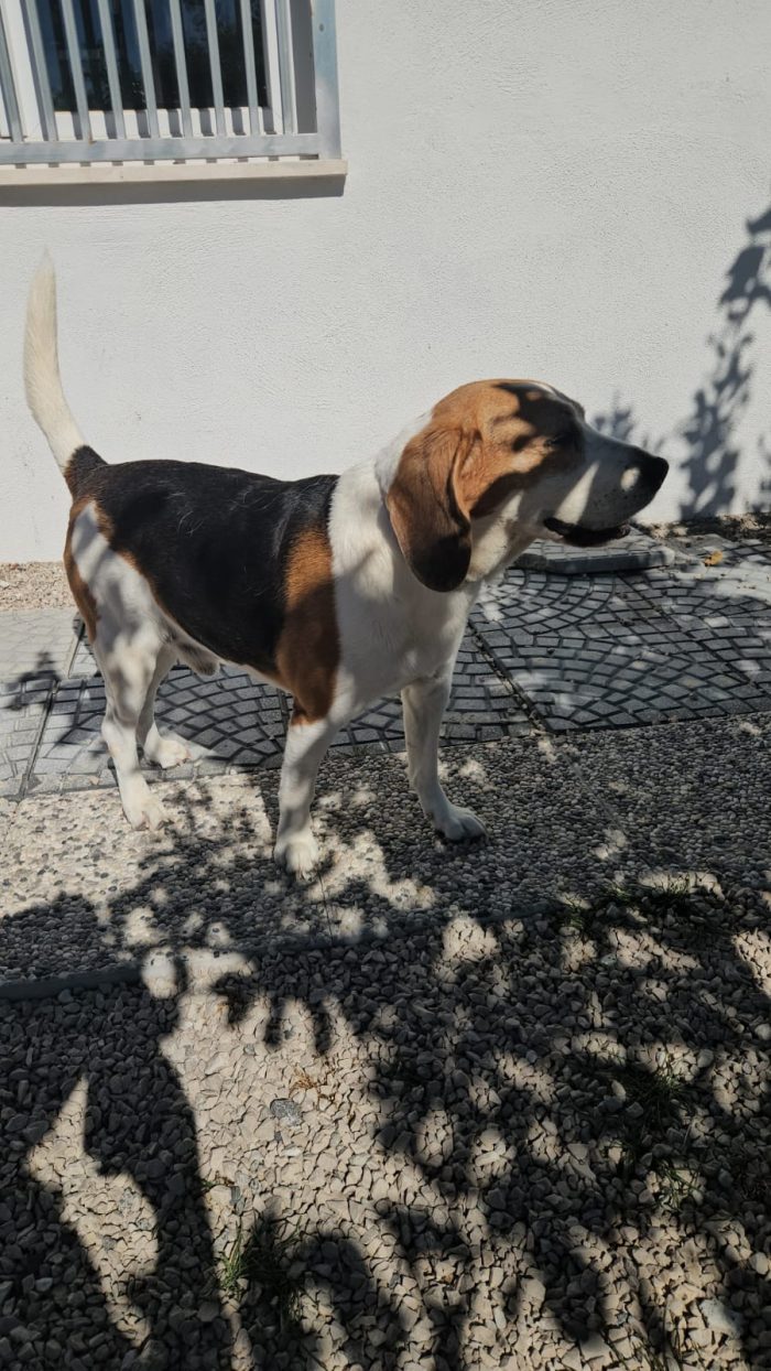 Borgo splendido Beagle cerca adozione