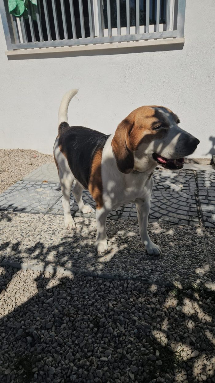 Borgo splendido Beagle cerca adozione