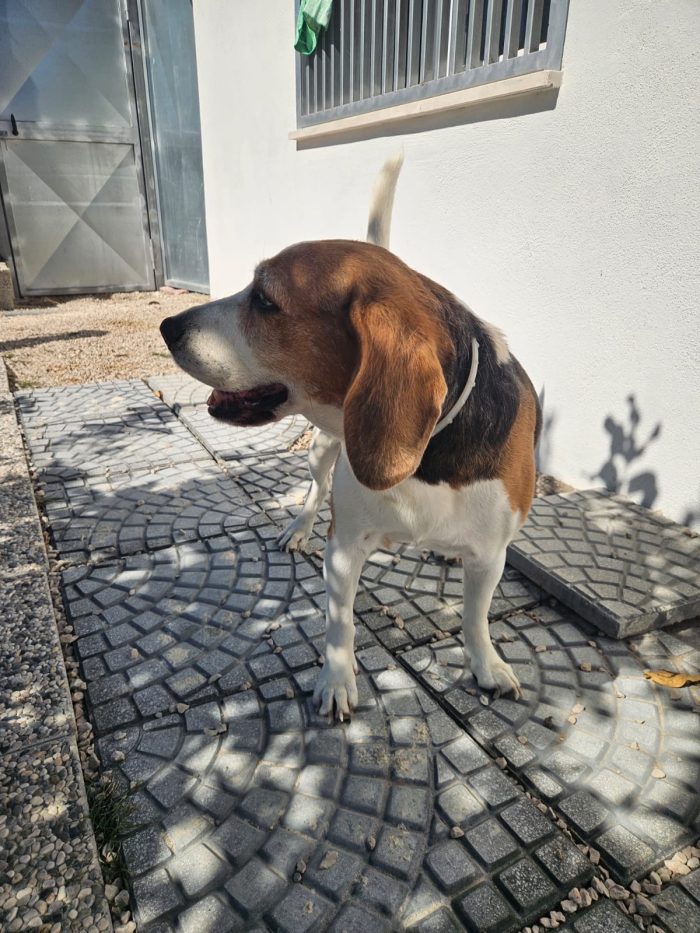 Borgo splendido Beagle cerca adozione - media 4