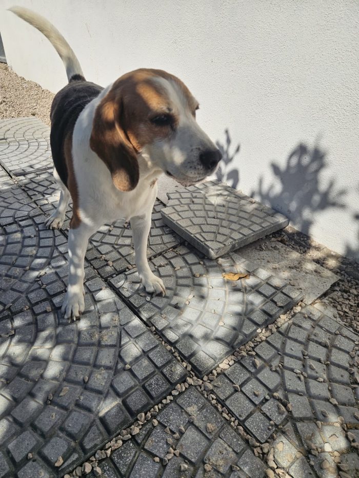Borgo splendido Beagle cerca adozione - media 5
