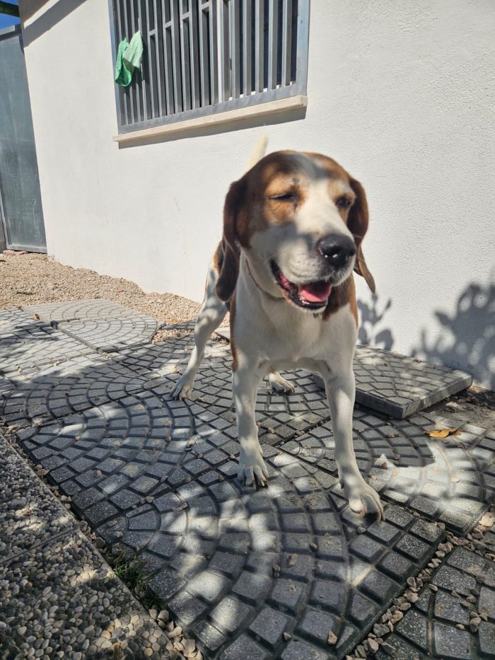 Borgo splendido Beagle cerca adozione - media 7