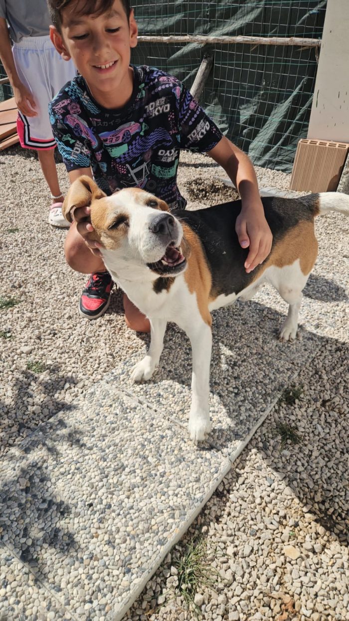 Borgo splendido Beagle cerca adozione - media 8