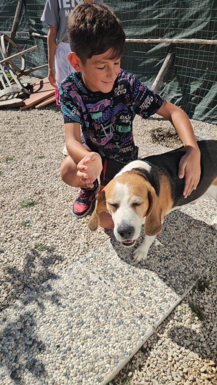Borgo splendido Beagle cerca adozione - media 9