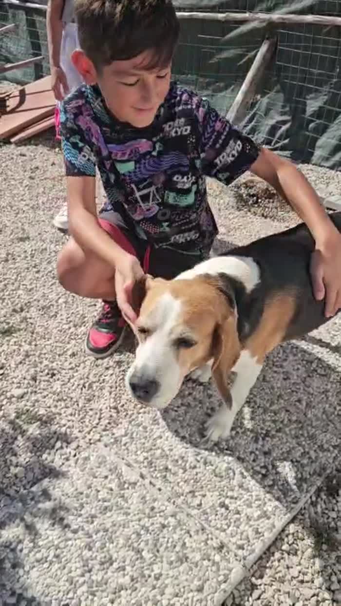 Borgo splendido Beagle cerca adozione - media 10