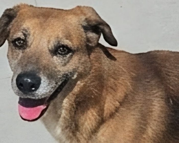 4 anni 15/ 17 chili, buono come il pane