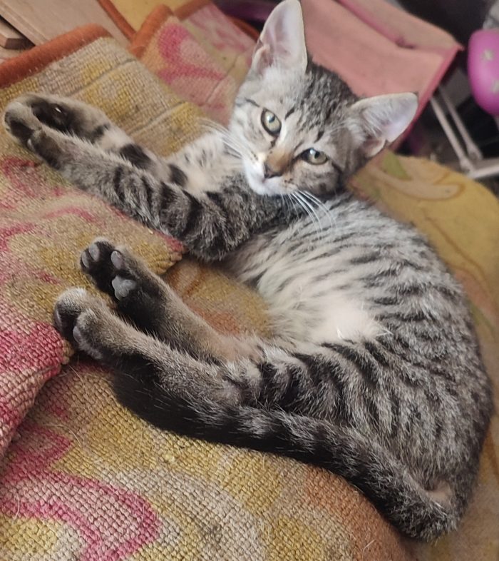 Thrilly cerca casa🐱🏡
