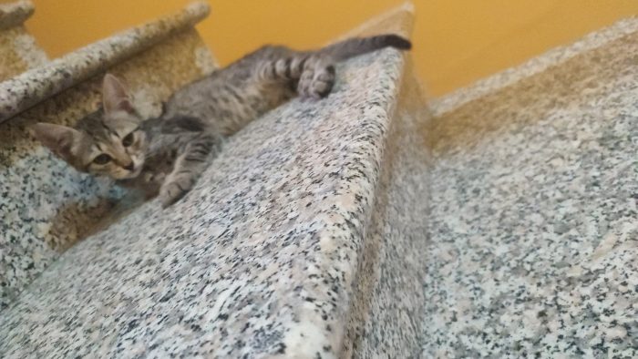 Thrilly cerca casa🐱🏡