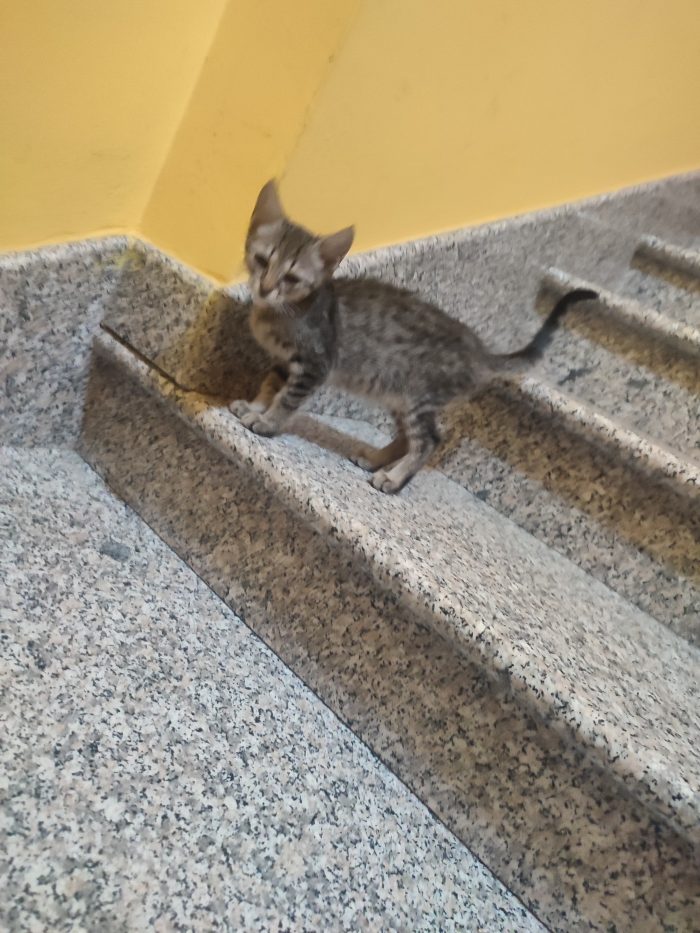 Thrilly cerca casa🐱🏡