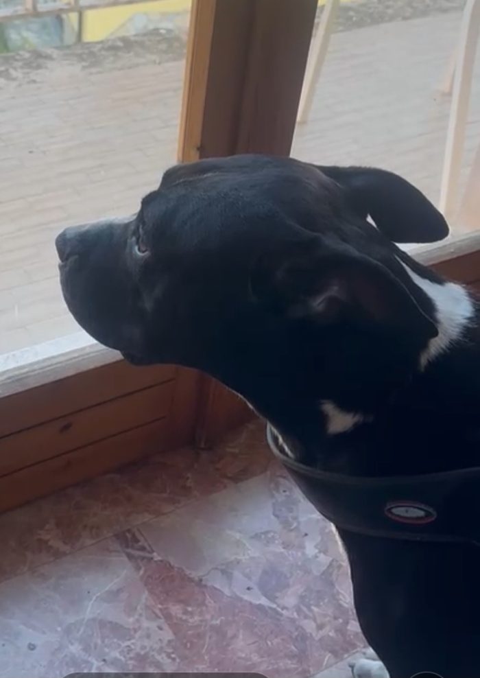 American Bully e la sua triste ed assurda storia!!! ALESSANDRIA