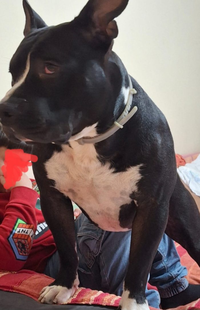 American Bully e la sua triste ed assurda storia!!! ALESSANDRIA - media 6
