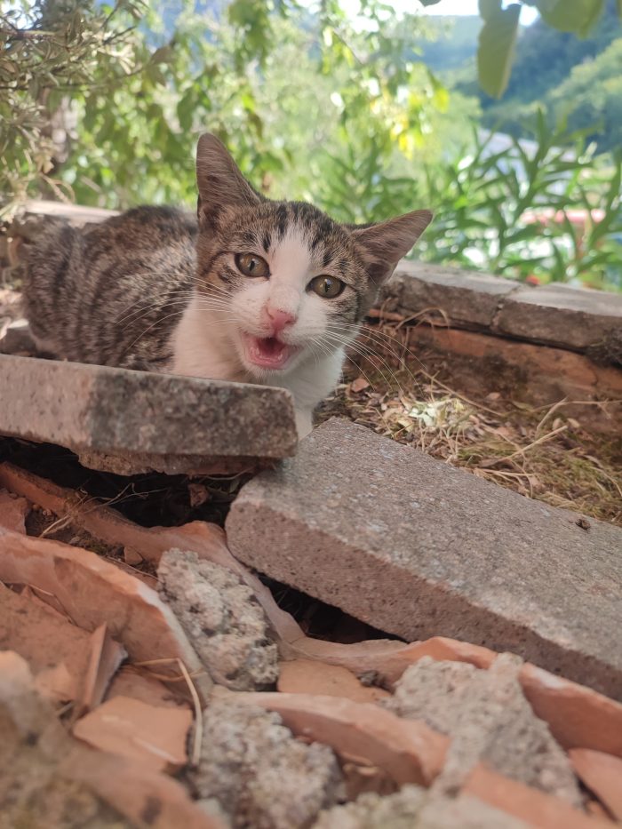 Silvio cerca casa 🐱🏡