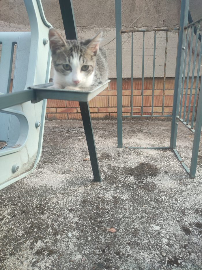 Silvio cerca casa 🐱🏡