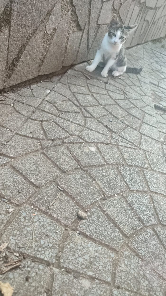 Silvio cerca casa 🐱🏡