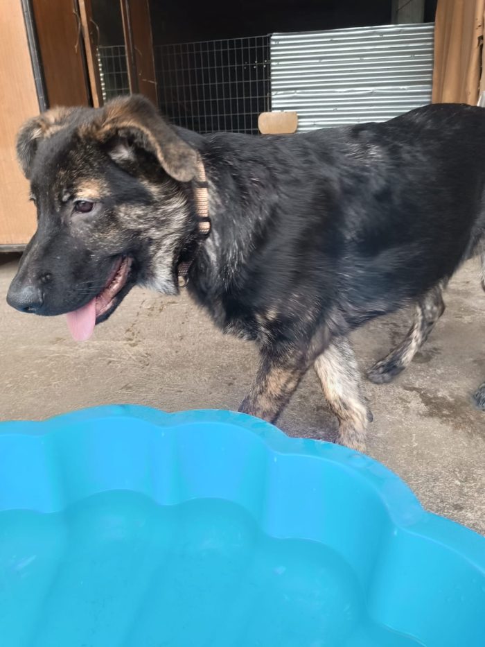 Zorro splendido cucciolo simil pastore cerca casa