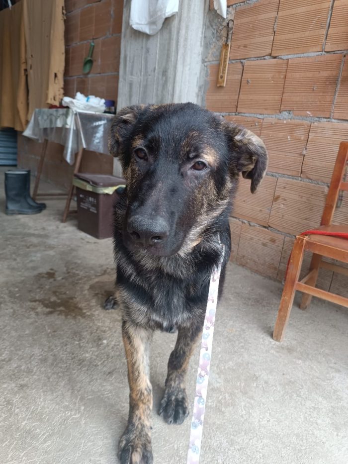 Zorro splendido cucciolo simil pastore cerca casa