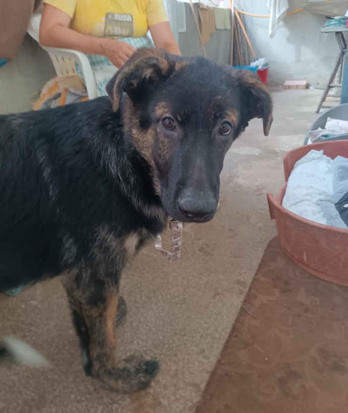 Zorro splendido cucciolo simil pastore cerca casa