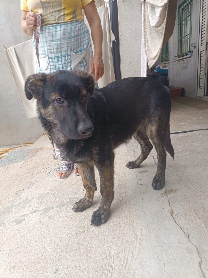 Zorro splendido cucciolo simil pastore cerca casa - media 5