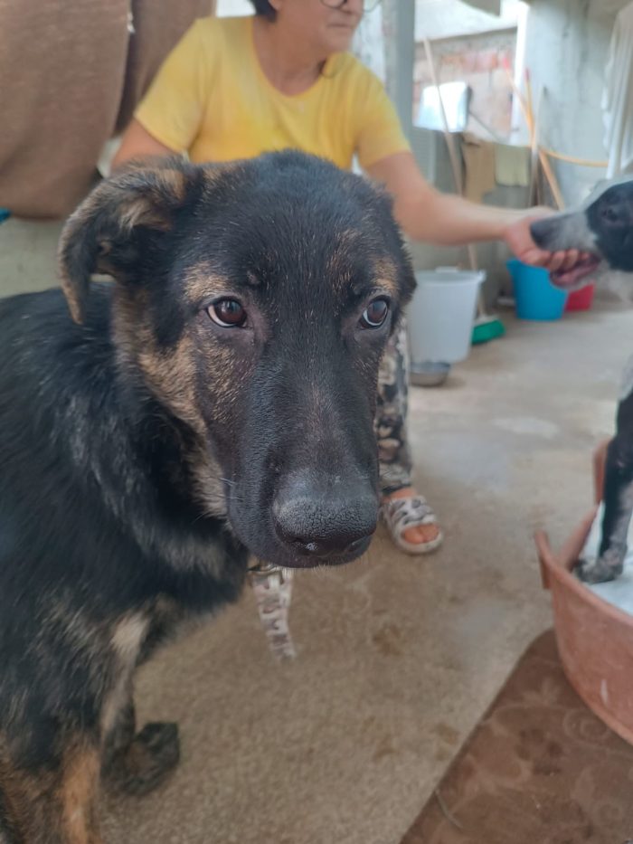 Zorro splendido cucciolo simil pastore cerca casa - media 7