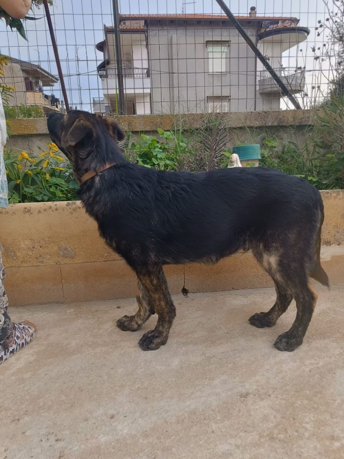 Zorro splendido cucciolo simil pastore cerca casa - media 6