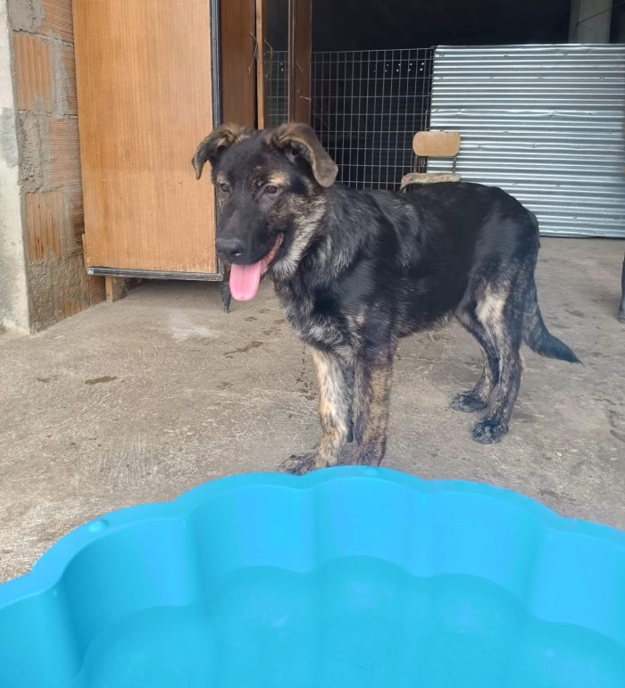 Zorro splendido cucciolo simil pastore cerca casa - media 4