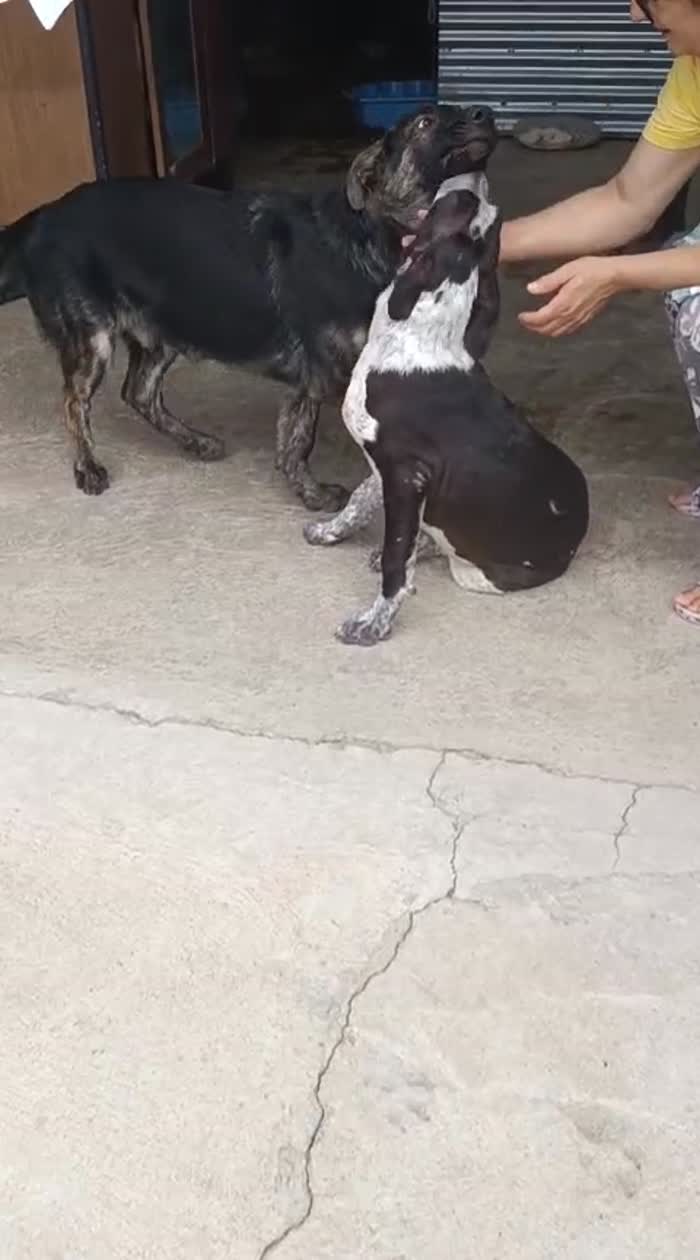 Zorro splendido cucciolo simil pastore cerca casa - media 8