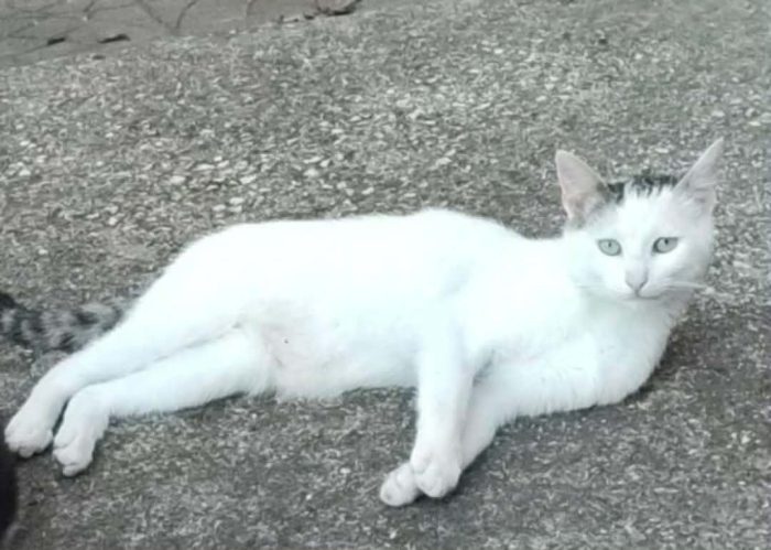 Gemini cerca casa🐱🏡