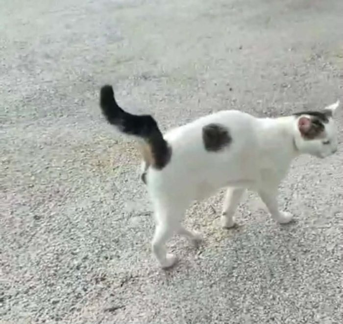 Gemini cerca casa🐱🏡